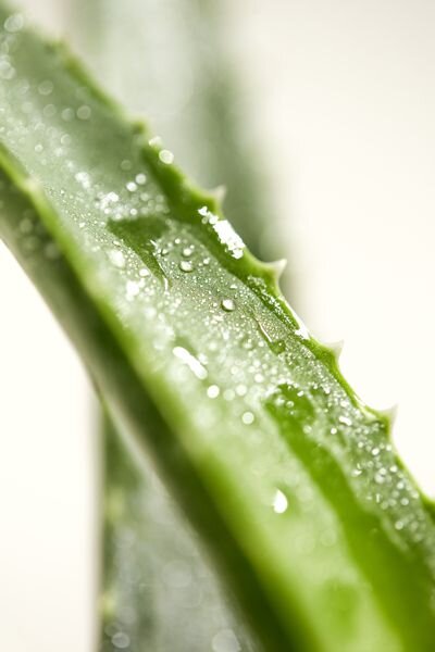 PHARMOS NATUR Bio Aloe Vera