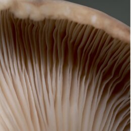 DOCTOR BABOR Microbiomic Stress Defense Mushroom Cream