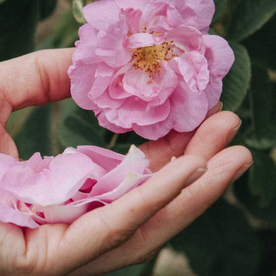 Vinoble Cosmetics damask rose hydrosol