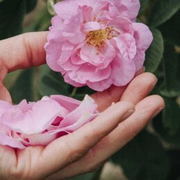 Vinoble Cosmetics damask rose hydrosol